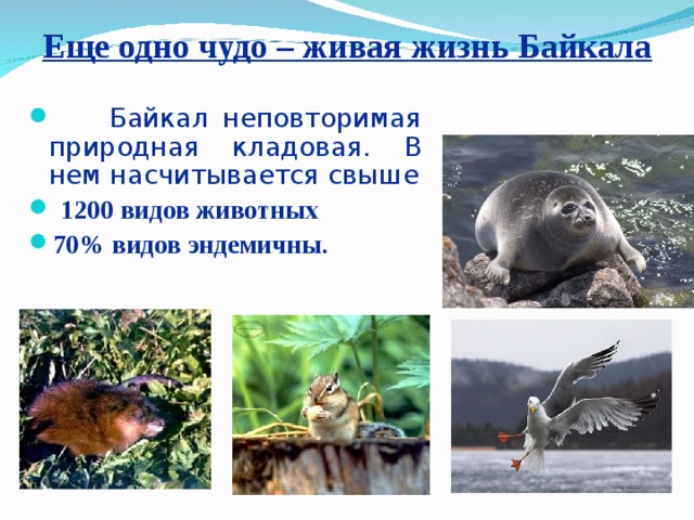 Еще одно чудо – живая жизнь Байкала  Байкал неповторимая природная кладовая. В нем насчитывается свыше  1200 видов животных 70% видов эндемичны.  
