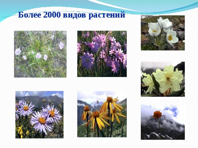  Более 2000 видов растений 