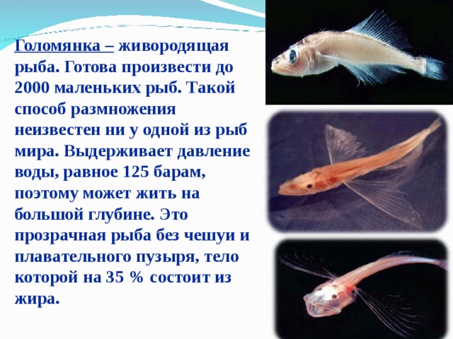 Голомянка – живородящая рыба. Готова произвести до 2000 маленьких рыб. Такой способ размножения неизвестен ни у одной из рыб мира. Выдерживает давление воды, равное 125 барам, поэтому может жить на большой глубине. Это прозрачная рыба без чешуи и плавательного пузыря, тело которой на 35 % состоит из жира.   