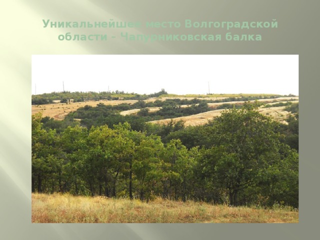 Уникальнейшее место Волгоградской области – Чапурниковская балка 