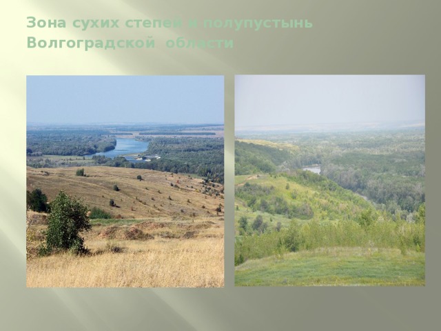 Зона сухих степей и полупустынь  Волгоградской области   