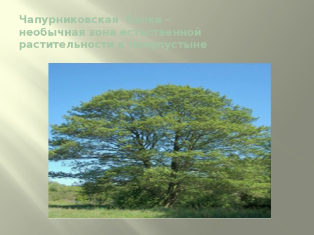 Чапурниковская балка –  необычная зона естественной растительности в полупустыне   