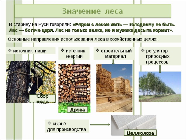 Лесная и деревообрабатывающая промышленность презентация