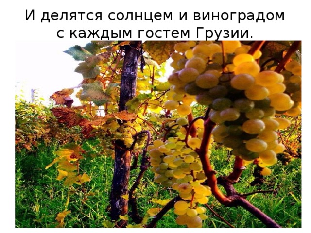 И делятся солнцем и виноградом с каждым гостем Грузии. 