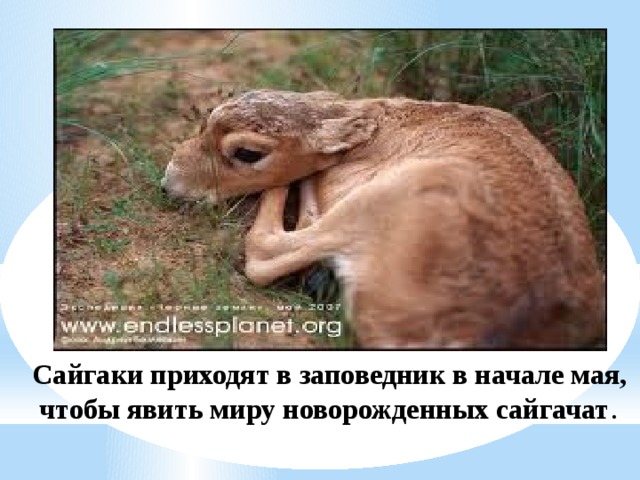 Сайгаки приходят в заповедник в начале мая,  чтобы явить миру новорожденных сайгачат . 