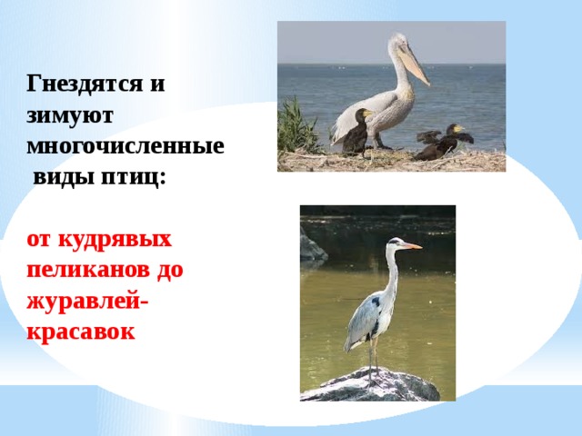 Гнездятся и зимуют многочисленные  виды птиц: от кудрявых пеликанов до журавлей-красавок 