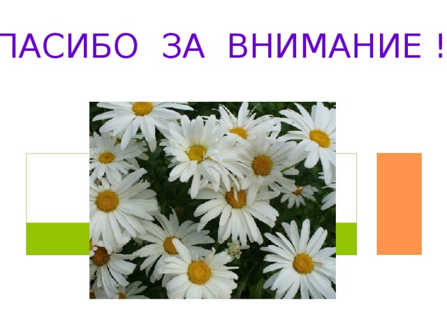 СПАСИБО ЗА ВНИМАНИЕ ! 