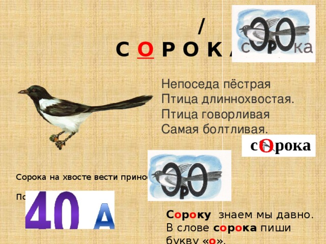 Картинка сорока словарное слово