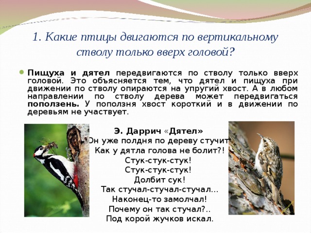 1. Какие птицы двигаются по вертикальному стволу только вверх головой? Пищуха и дятел передвигаются по стволу только вверх головой. Это объясняется тем, что дятел и пищуха при движении по стволу опираются на упругий хвост. А в любом направлении по стволу дерева может передвигаться поползень. У поползня хвост короткий и в движении по деревьям не участвует.  Э. Даррич « Дятел»  Он уже полдня по дереву стучит!  Как у дятла голова не болит?!  Стук-стук-стук!  Стук-стук-стук!  Долбит сук!  Так стучал-стучал-стучал...  Наконец-то замолчал!  Почему он так стучал?..  Под корой жучков искал. 