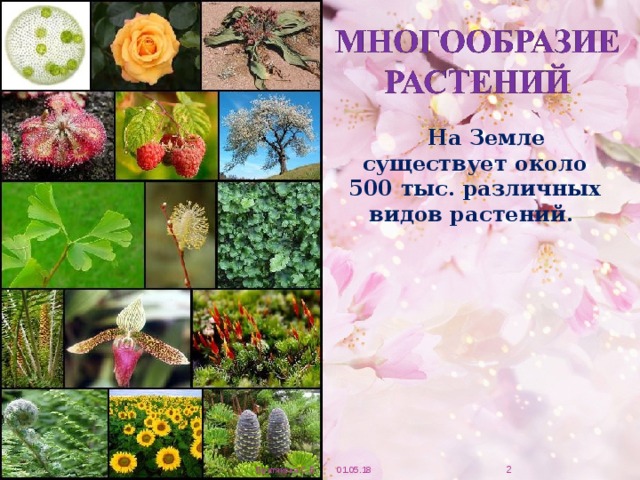  На Земле существует около 500 тыс. различных видов растений.   01.05.18 Братякова С.Б. 
