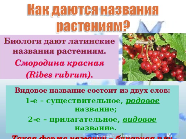 Видовое название состоит из двух слов: 1-е – существительное, родовое название; 2-е – прилагательное, видовое название. Такая форма названий –  бинарная или двойная.  01.05.18 Братякова С.Б. 