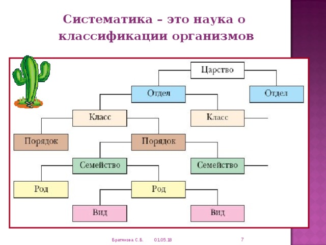 Правильная схема классификации растений вид род семейство