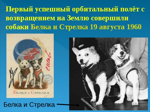 Первый успешный орбитальный полёт с возвращением на Землю совершили собаки Белка и Стрелка  19 августа  1960 Белка и  Стрелка 