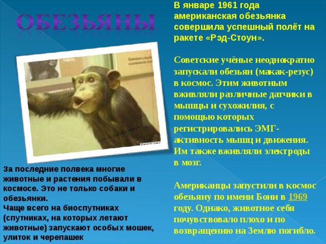 В январе 1961 года американская обезьянка совершила успешный полёт на ракете «Рэд-Стоун». Советские учёные неоднократно запускали обезьян (макак-резус) в космос. Этим животным вживляли различные датчики в мышцы и сухожилия, с помощью которых регистрировались ЭМГ-активность мышц и движения. Им также вживляли электроды в мозг.  Американцы запустили в космос обезьяну по имени Бони в 1969 году. Однако, животное себя почувствовало плохо и по возвращению на Землю погибло.  За последние полвека многие животные и растения побывали в космосе. Это не только собаки и обезьянки. Чаще всего на биоспутниках (спутниках, на которых летают животные) запускают особых мошек, улиток и черепашек   