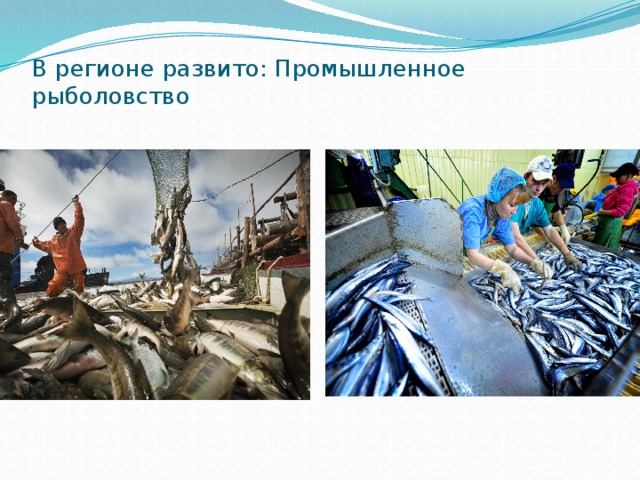В регионе развито: Промышленное рыболовство 