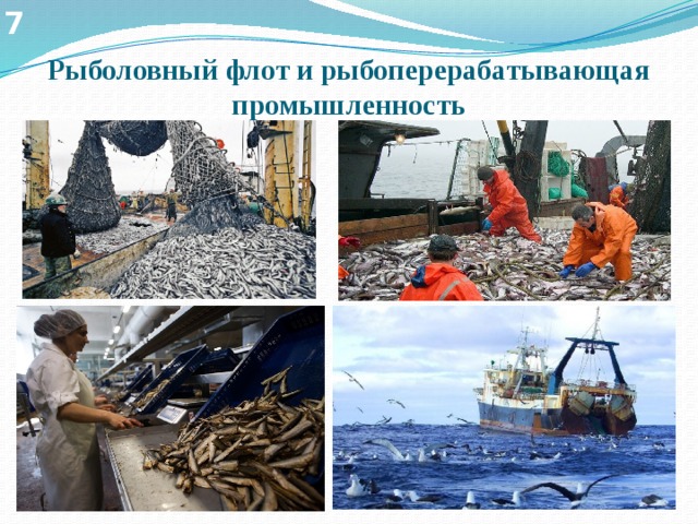 7 Рыболовный флот и рыбоперерабатывающая промышленность 