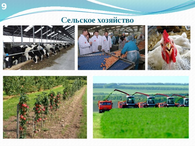 9 Сельское хозяйство 