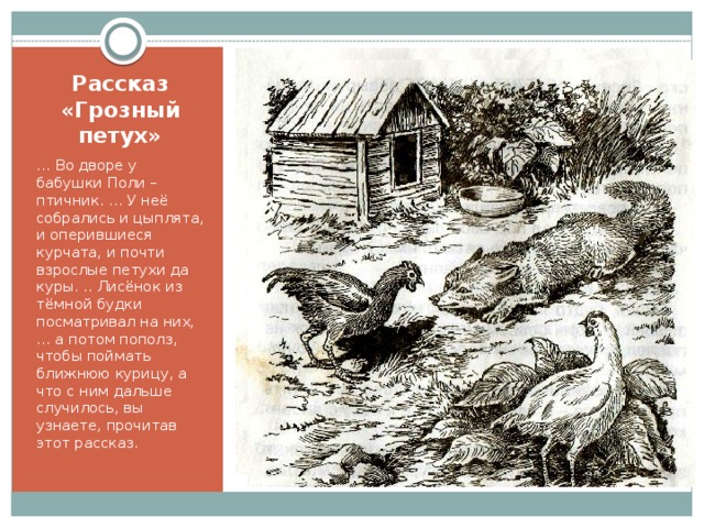 Рассказ «Грозный петух» … Во дворе у бабушки Поли – птичник. … У неё собрались и цыплята, и оперившиеся курчата, и почти взрослые петухи да куры. .. Лисёнок из тёмной будки посматривал на них, … а потом пополз, чтобы поймать ближнюю курицу, а что с ним дальше случилось, вы узнаете, прочитав этот рассказ. 