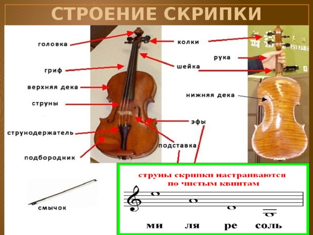 Строение скрипки рисунок