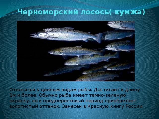 Черноморский лосось( кумжа) Относится к ценным видам рыбы. Достигает в длину 1м и более. Обычно рыба имеет темно-зеленую окраску, но в преднерестовый период приобретает золотистый оттенок. Занесен в Красную книгу России. 