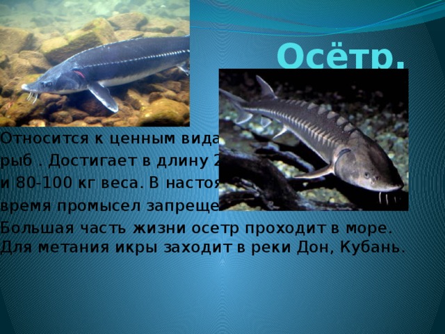 Осётр. Относится к ценным видам рыб . Достигает в длину 2м и 80-100 кг веса. В настоящее время промысел запрещен. Большая часть жизни осетр проходит в море. Для метания икры заходит в реки Дон, Кубань. 