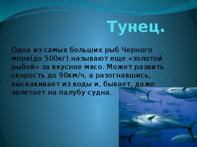  Тунец.  Одна из самых больших рыб Черного моря(до 500кг).называют еще «золотой рыбой» за вкусное мясо. Может развить скорость до 90км/ч, а разогнавшись, выскакивает из воды и, бывает, даже залетает на палубу судна. 