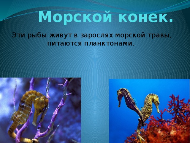Морской конек. Эти рыбы живут в зарослях морской травы, питаются планктонами.  