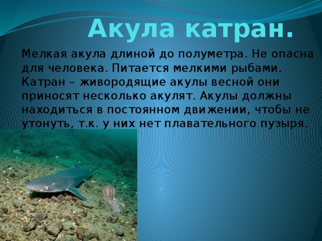 Почему акулы постоянно в движении. Катран акула черного моря. Катран акула опасна для человека. Презентация акула Катран. Черноморский Катран.