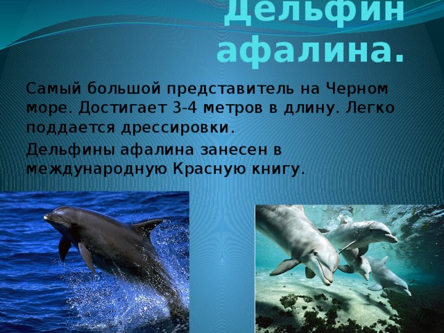 Дельфин афалина. Самый большой представитель на Черном море. Достигает 3-4 метров в длину. Легко поддается дрессировки. Дельфины афалина занесен в международную Красную книгу. 