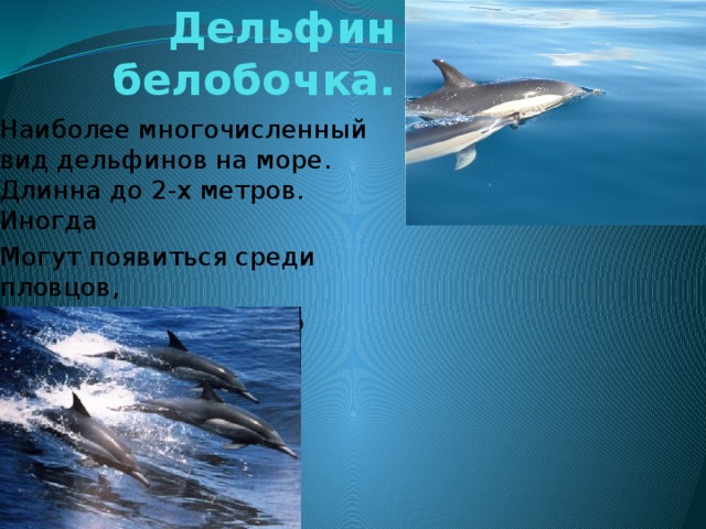 Дельфин белобочка. Наиболее многочисленный вид дельфинов на море. Длинна до 2-х метров. Иногда Могут появиться среди пловцов, Не причиняя никакого вреда. 