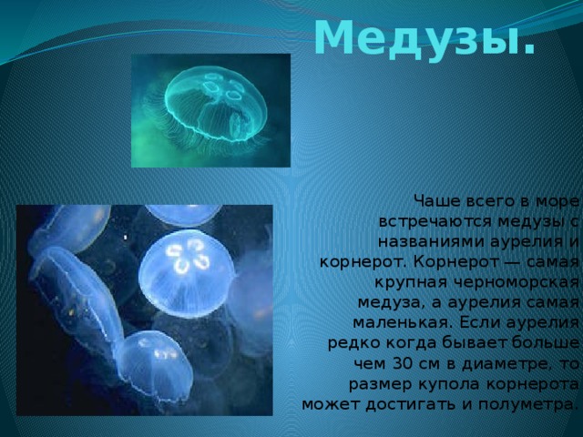 Медузы. Чаше всего в море встречаются медузы с названиями аурелия и корнерот. Корнерот — самая крупная черноморская медуза, а аурелия самая маленькая. Если аурелия редко когда бывает больше чем 30 см в диаметре, то размер купола корнерота может достигать и полуметра. 