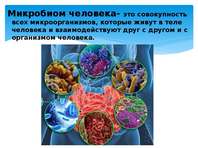 Микробиом человека- это совокупность всех микроорганизмов, которые живут в теле человека и взаимодействуют друг с другом и с организмом человека.   