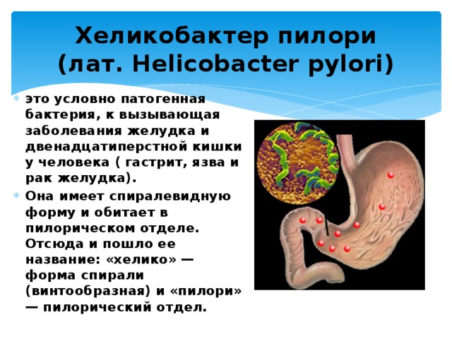 Хеликобактер пилори  (лат. Helicobacter pylori) это условно патогенная бактерия, к вызывающая заболевания желудка и двенадцатиперстной кишки у человека ( гастрит, язва и рак желудка). Она имеет спиралевидную форму и обитает в пилорическом отделе. Отсюда и пошло ее название: «хелико» — форма спирали (винтообразная) и «пилори» — пилорический отдел. 