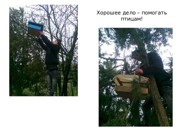 Хорошее дело – помогать птицам! 