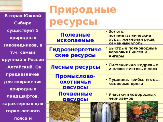Природные ресурсы В горах Южной Сибири существует 5 природных заповедников, в т.ч. самый крупный в России – Алтайский. Он предназначен для сохранения природных ландшафтов, характерных для горно-лесного пояса и субальпийских лугов. Полезные ископаемые Золото, полиметаллические руды, железная руда, каменный уголь Золото, полиметаллические руды, железная руда, каменный уголь Гидроэнергетические ресурсы Быстрые полноводные верховья Енисея и Ангары Быстрые полноводные верховья Енисея и Ангары Лесные ресурсы Листеннично-кедровые и елово-пихтовые леса Листеннично-кедровые и елово-пихтовые леса Промыслово-охотничьи ресурсы Пушнина, грибы, ягоды, кедровые орехи Пушнина, грибы, ягоды, кедровые орехи Участки плодородных черноземов Участки плодородных черноземов Почвенные ресурсы 