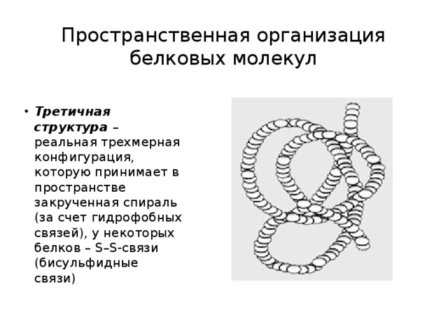 Уровень пространственной организации