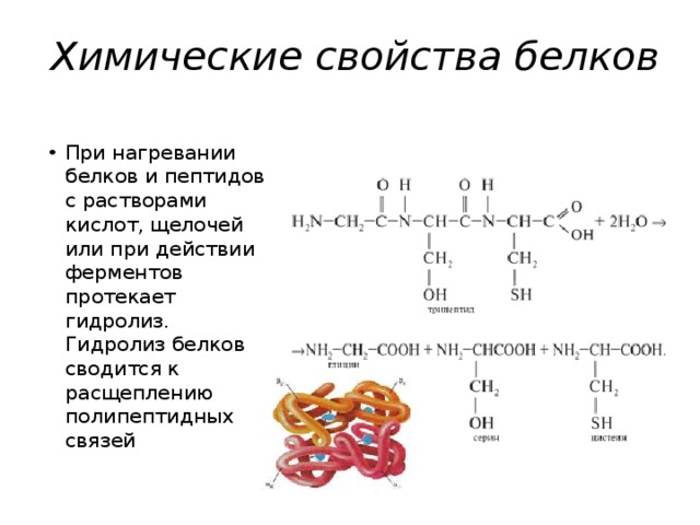 Продукты частичного гидролиза белка. Химические свойства белков реакции. Белки химия химические свойства. Химические свойства белков денатурация формула. Химические свойства белков формулы.