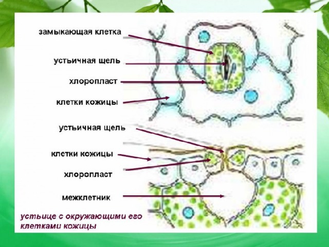 Методическая разработка "Клеточное строение листа" 6 класс