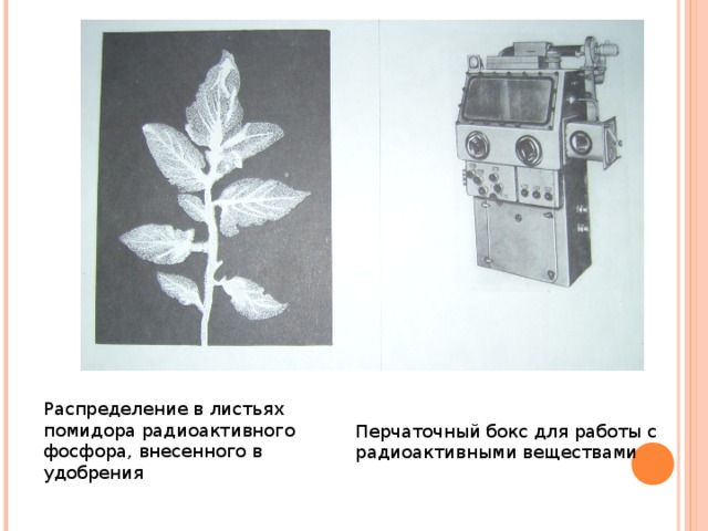Распределение в листьях помидора радиоактивного фосфора, внесенного в удобрения Перчаточный бокс для работы с радиоактивными веществами 