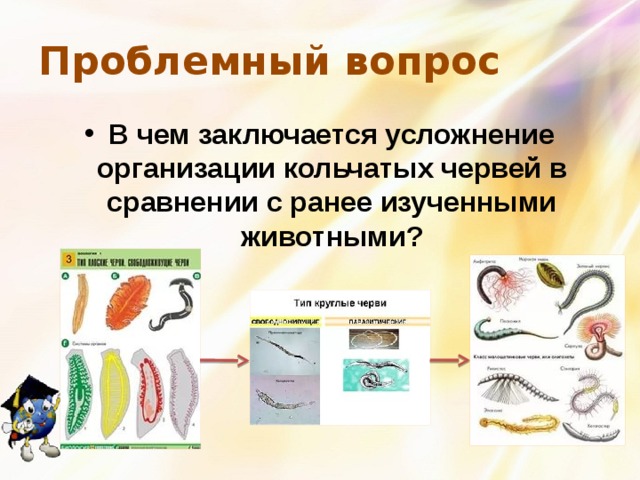 Проблемный вопрос В чем заключается усложнение организации кольчатых червей в сравнении с ранее изученными животными? 