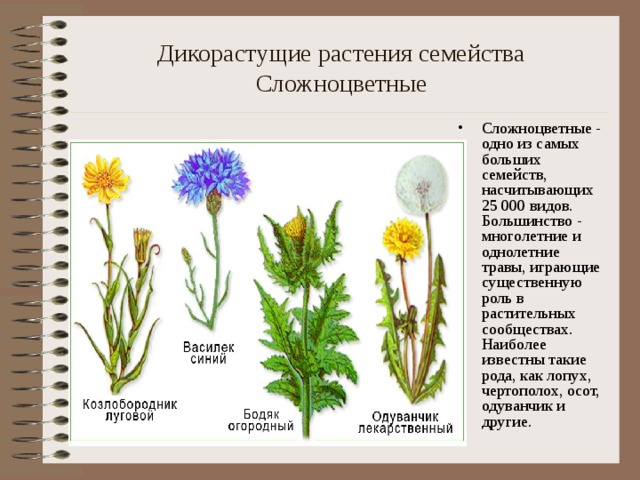 Дикорастущие растения семейства Сложноцветные Сложноцветные - одно из самых больших семейств, насчитывающих 25 000 видов. Большинство - многолетние и однолетние травы, играющие существенную роль в растительных сообществах. Наиболее известны такие рода, как лопух, чертополох, осот, одуванчик и другие.   