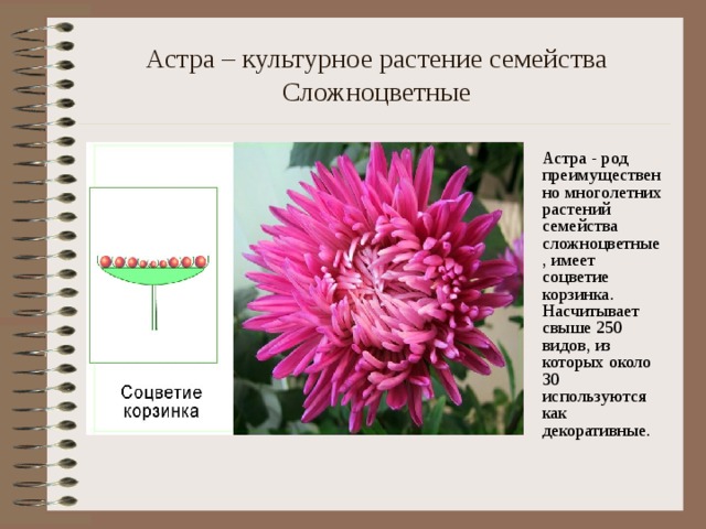Астра – культурное растение семейства Сложноцветные Астра - род преимущественно многолетних растений семейства сложноцветные, имеет соцветие корзинка. Насчитывает свыше 250 видов, из которых около 30 используются как декоративные.    