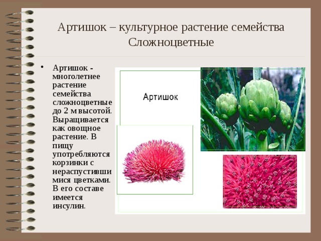Артишок – культурное растение семейства Сложноцветные Артишок - многолетнее растение семейства сложноцветные до 2 м высотой. Выращивается как овощное растение. В пищу употребляются корзинки с нераспустившимися цветками. В его составе имеется инсулин.  