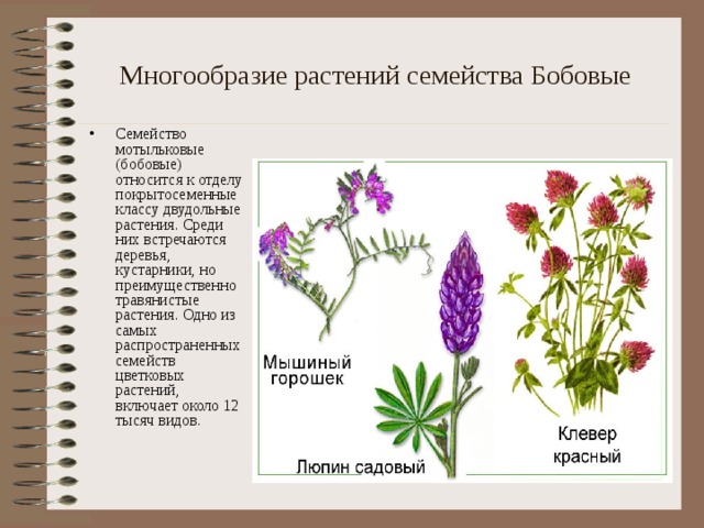 Многообразие растений семейства Бобовые Семейство мотыльковые (бобовые) относится к отделу покрытосеменные классу двудольные растения. Среди них встречаются деревья, кустарники, но преимущественно травянистые растения. Одно из самых распространенных семейств цветковых растений, включает около 12 тысяч видов.  