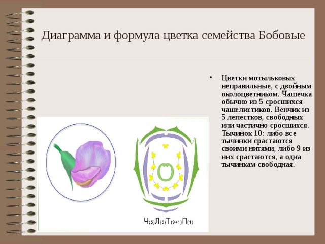 Какой признак показанный на диаграмме цветка позволяет определить принадлежность растения двудольные