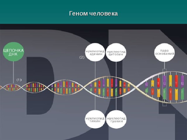 Геном человека схема