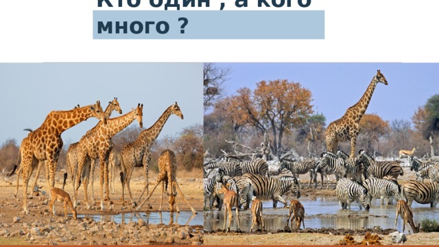 Кто один , а кого много ? 