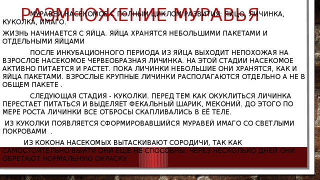Размножение муравья  Муравей насекомое с полным циклом развития: яйцо, личинка, куколка, имаго. Жизнь начинается с яйца. Яйца хранятся небольшими пакетами и отдельными яйцами  После инкубационного периода из яйца выходит непохожая на взрослое насекомое червеобразная личинка. На этой стадии насекомое активно питается и растет. Пока личинки небольшие они хранятся, как и яйца пакетами. Взрослые крупные личинки располагаются отдельно а не в общем пакете .  Следующая стадия - куколки. Перед тем как окуклиться личинка перестает питаться и выделяет фекальный шарик, меконий. До этого по мере роста личинки все отбросы скапливались в её теле.  Из куколки появляется сформировавшийся муравей имаго со светлыми покровами  .  Из кокона насекомых вытаскивают сородичи, так как самостоятельно выйти они еще не способны. Через несколько дней они обретают нормальную окраску. 