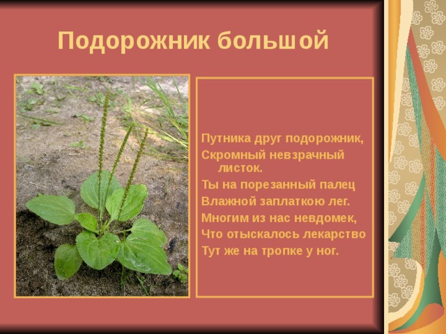 презентация к уроку по окружающему миру.3класс