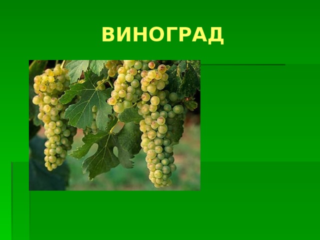 ВИНОГРАД 